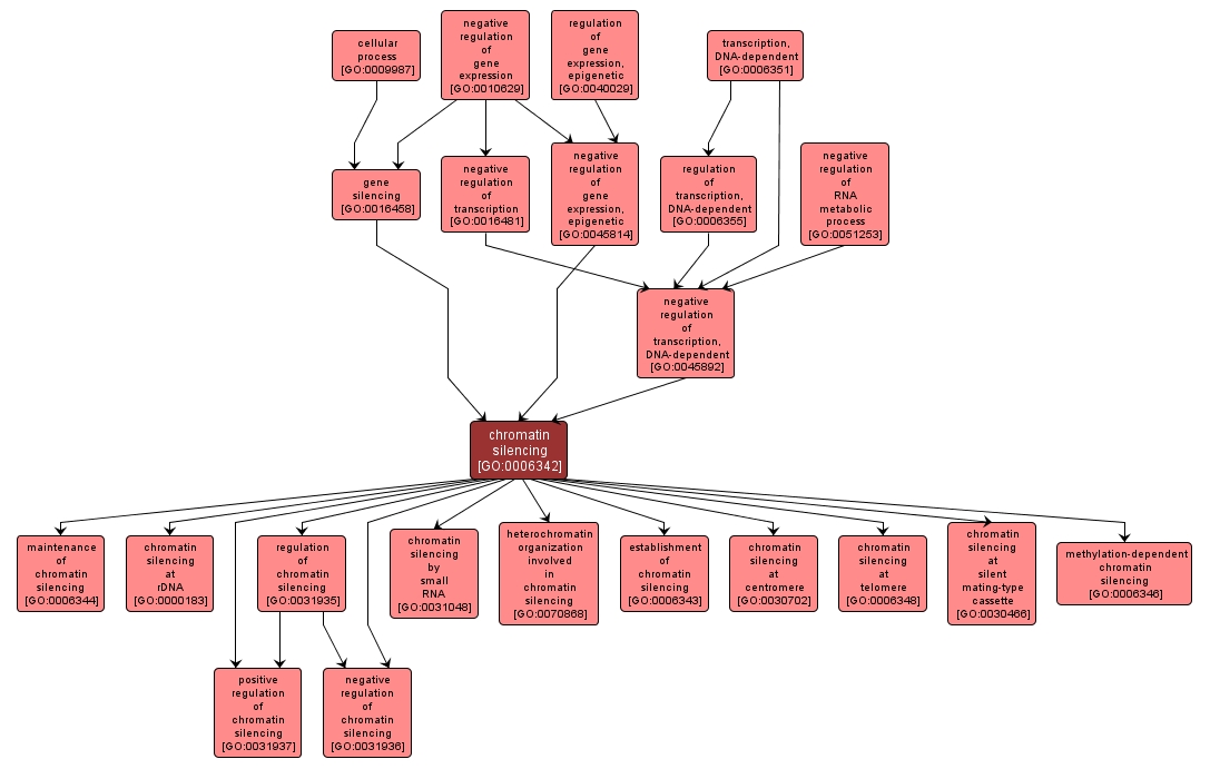 GO:0006342 - chromatin silencing (interactive image map)