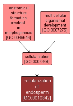 GO:0010342 - cellularization of endosperm (interactive image map)