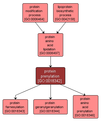 GO:0018342 - protein prenylation (interactive image map)