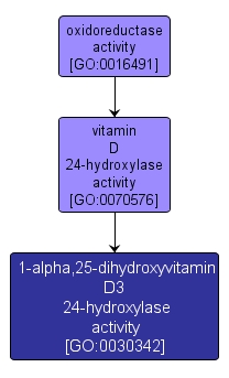GO:0030342 - 1-alpha,25-dihydroxyvitamin D3 24-hydroxylase activity (interactive image map)