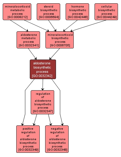 GO:0032342 - aldosterone biosynthetic process (interactive image map)