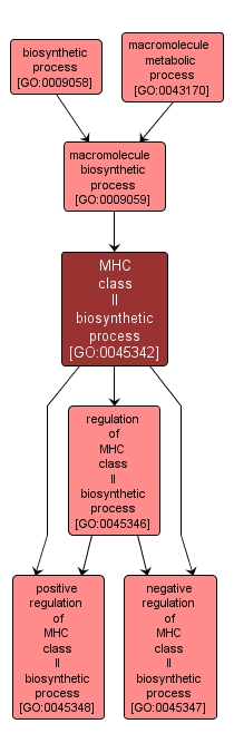 GO:0045342 - MHC class II biosynthetic process (interactive image map)