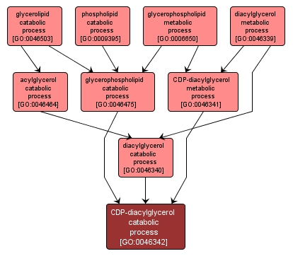 GO:0046342 - CDP-diacylglycerol catabolic process (interactive image map)