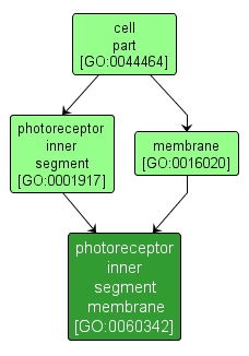 GO:0060342 - photoreceptor inner segment membrane (interactive image map)
