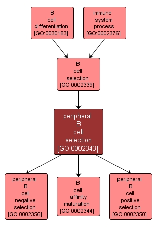 GO:0002343 - peripheral B cell selection (interactive image map)