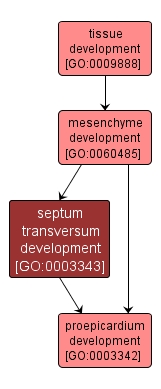 GO:0003343 - septum transversum development (interactive image map)