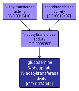 GO:0004343 - glucosamine 6-phosphate N-acetyltransferase activity (interactive image map)
