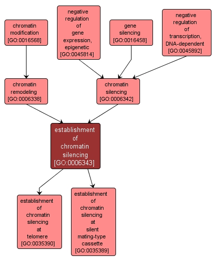 GO:0006343 - establishment of chromatin silencing (interactive image map)