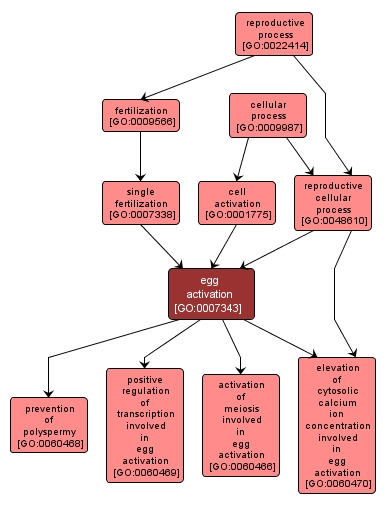 GO:0007343 - egg activation (interactive image map)