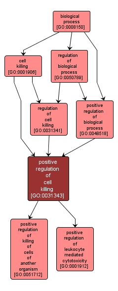 GO:0031343 - positive regulation of cell killing (interactive image map)