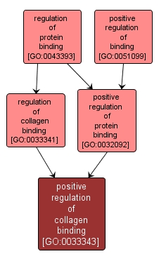 GO:0033343 - positive regulation of collagen binding (interactive image map)