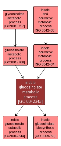 GO:0042343 - indole glucosinolate metabolic process (interactive image map)