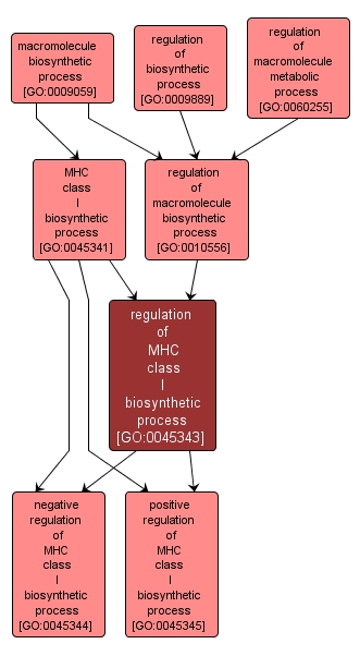 GO:0045343 - regulation of MHC class I biosynthetic process (interactive image map)