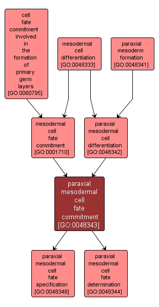 GO:0048343 - paraxial mesodermal cell fate commitment (interactive image map)