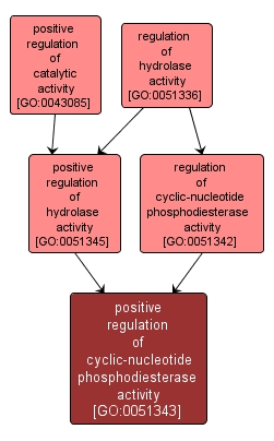 GO:0051343 - positive regulation of cyclic-nucleotide phosphodiesterase activity (interactive image map)