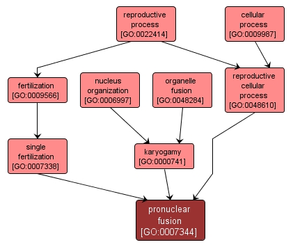 GO:0007344 - pronuclear fusion (interactive image map)