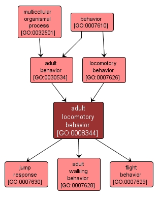 GO:0008344 - adult locomotory behavior (interactive image map)