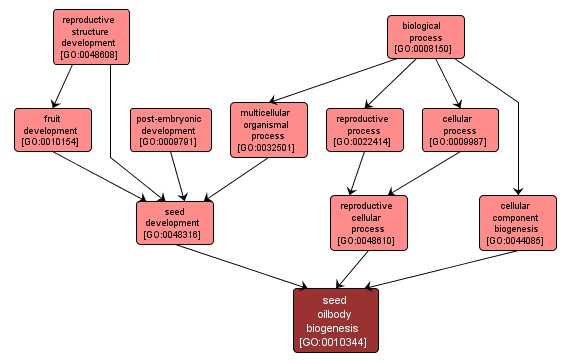 GO:0010344 - seed oilbody biogenesis (interactive image map)