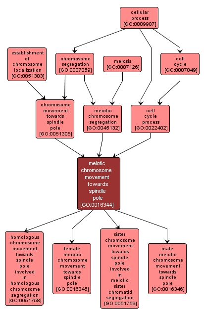 GO:0016344 - meiotic chromosome movement towards spindle pole (interactive image map)