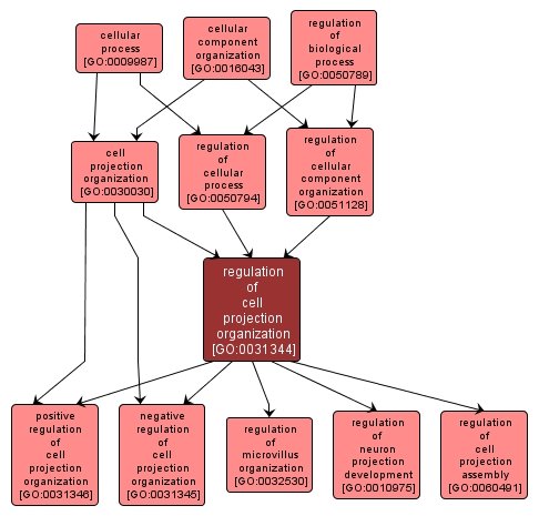 GO:0031344 - regulation of cell projection organization (interactive image map)