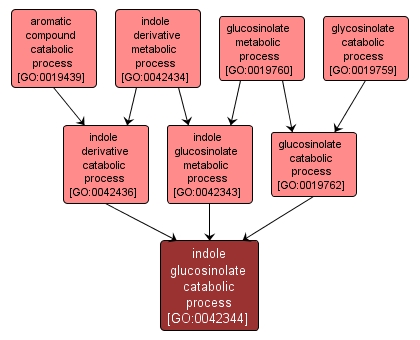 GO:0042344 - indole glucosinolate catabolic process (interactive image map)