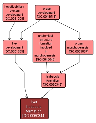 GO:0060344 - liver trabecula formation (interactive image map)