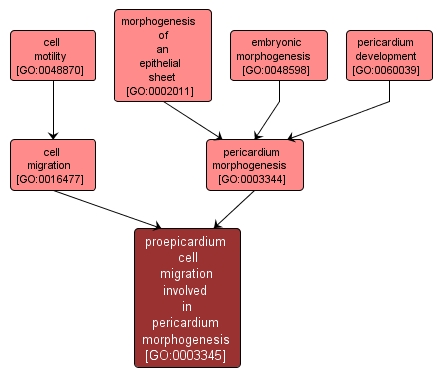 GO:0003345 - proepicardium cell migration involved in pericardium morphogenesis (interactive image map)