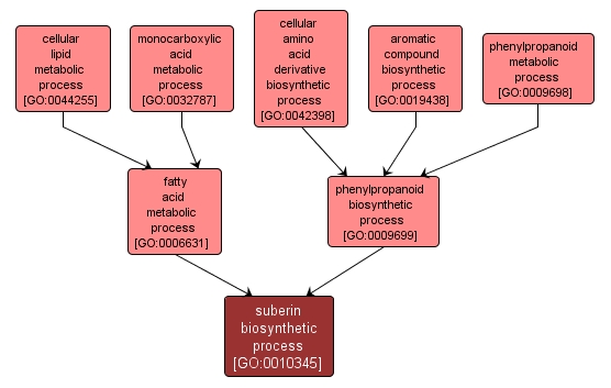 GO:0010345 - suberin biosynthetic process (interactive image map)