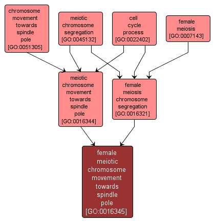 GO:0016345 - female meiotic chromosome movement towards spindle pole (interactive image map)