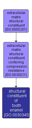 GO:0030345 - structural constituent of tooth enamel (interactive image map)