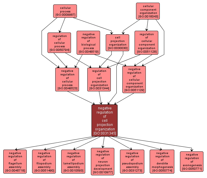 GO:0031345 - negative regulation of cell projection organization (interactive image map)