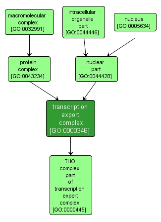 GO:0000346 - transcription export complex (interactive image map)