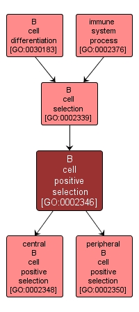GO:0002346 - B cell positive selection (interactive image map)