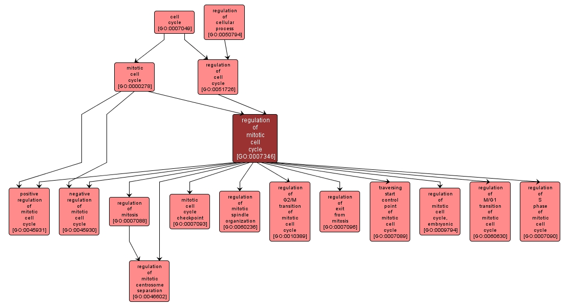 GO:0007346 - regulation of mitotic cell cycle (interactive image map)