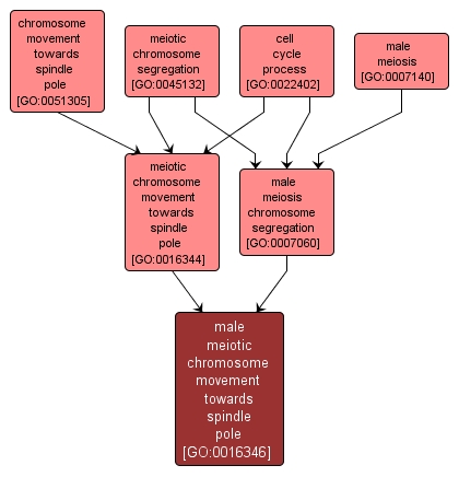 GO:0016346 - male meiotic chromosome movement towards spindle pole (interactive image map)