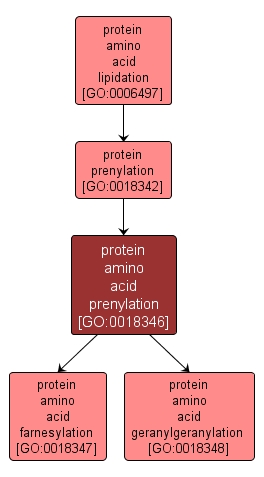 GO:0018346 - protein amino acid prenylation (interactive image map)