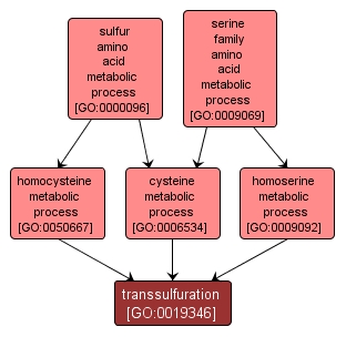 GO:0019346 - transsulfuration (interactive image map)