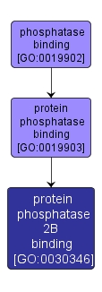 GO:0030346 - protein phosphatase 2B binding (interactive image map)