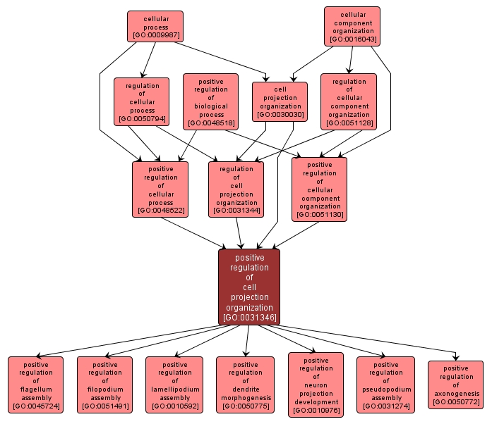 GO:0031346 - positive regulation of cell projection organization (interactive image map)