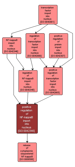 GO:0042346 - positive regulation of NF-kappaB import into nucleus (interactive image map)