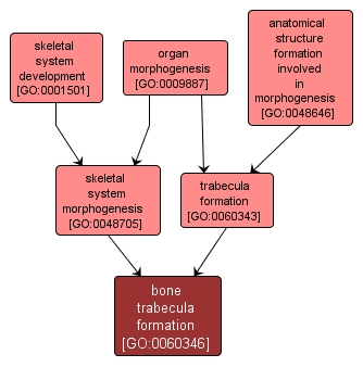 GO:0060346 - bone trabecula formation (interactive image map)