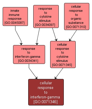 GO:0071346 - cellular response to interferon-gamma (interactive image map)