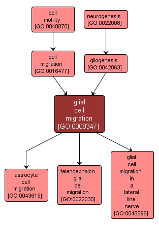 GO:0008347 - glial cell migration (interactive image map)