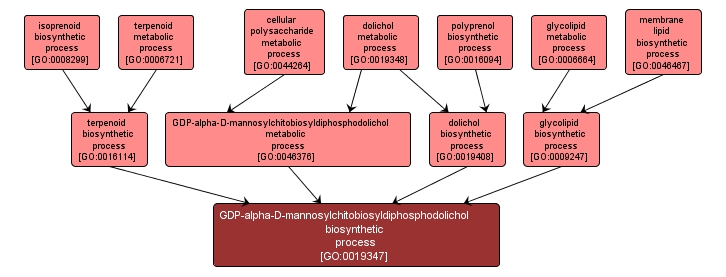 GO:0019347 - GDP-alpha-D-mannosylchitobiosyldiphosphodolichol biosynthetic process (interactive image map)