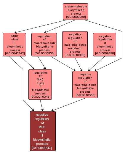 GO:0045347 - negative regulation of MHC class II biosynthetic process (interactive image map)