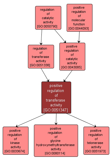 GO:0051347 - positive regulation of transferase activity (interactive image map)