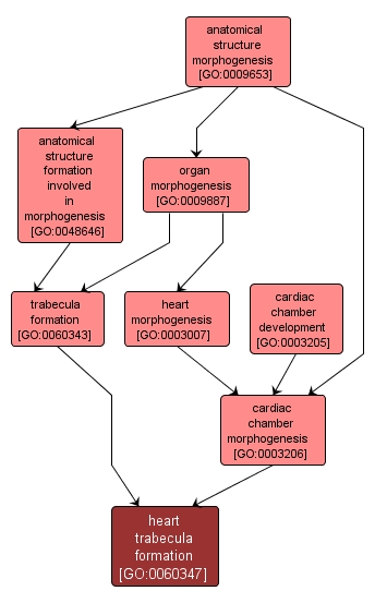 GO:0060347 - heart trabecula formation (interactive image map)