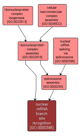 GO:0000348 - nuclear mRNA branch site recognition (interactive image map)