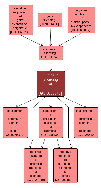 GO:0006348 - chromatin silencing at telomere (interactive image map)