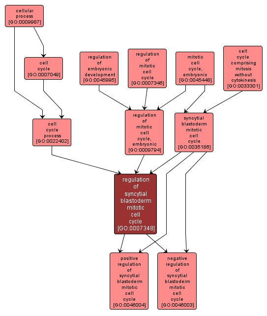 GO:0007348 - regulation of syncytial blastoderm mitotic cell cycle (interactive image map)